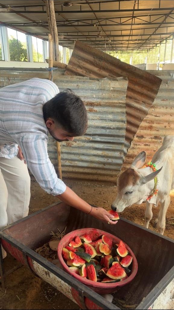 बछड़े को तरबूज खिलाते सेवक