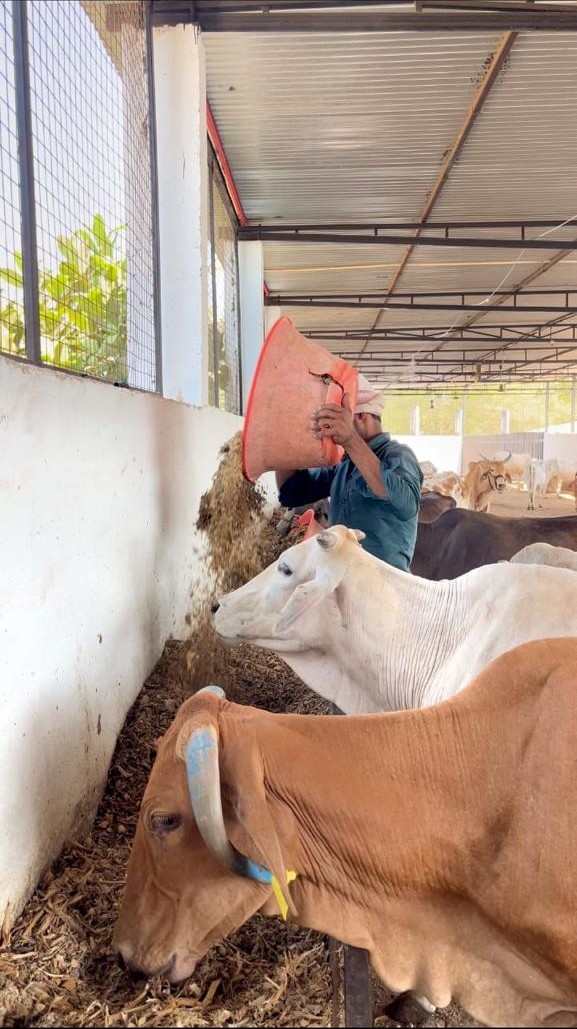 दैनिक चारा सेवा