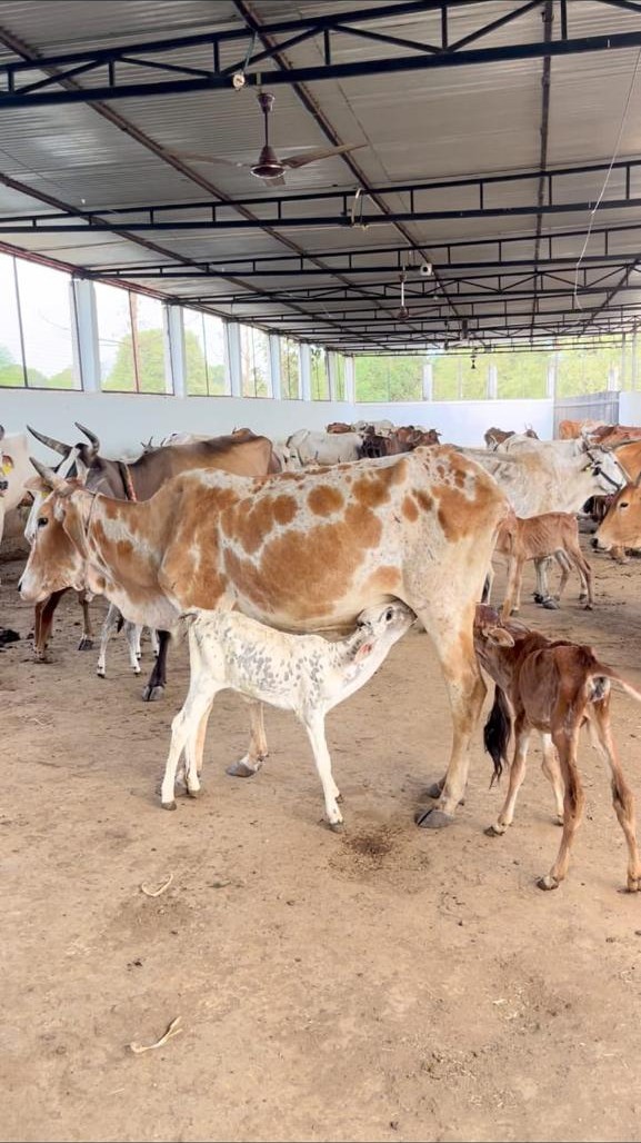 स्वच्छ शेड में गौवंश एवं बछड़े