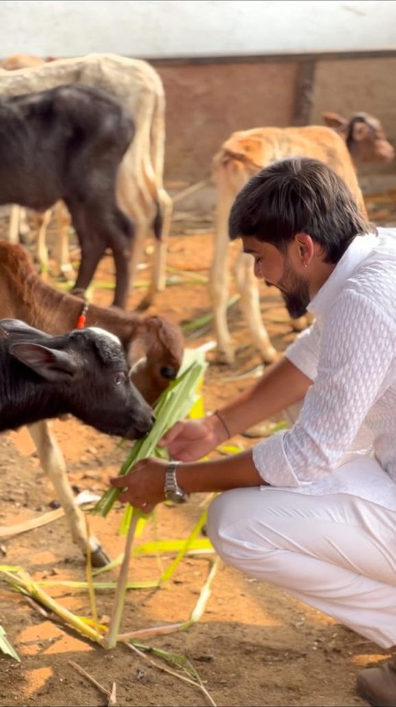 बछड़ों को हरा चारा खिलाते सेवक